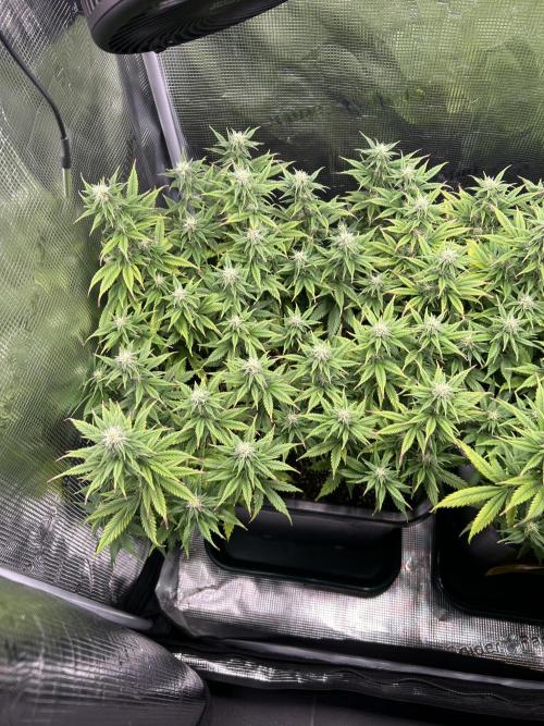 25 Liter Steckling/Cutting Grow. Week 11