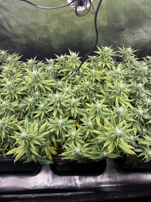 25 Liter Steckling/Cutting Grow. Week 11