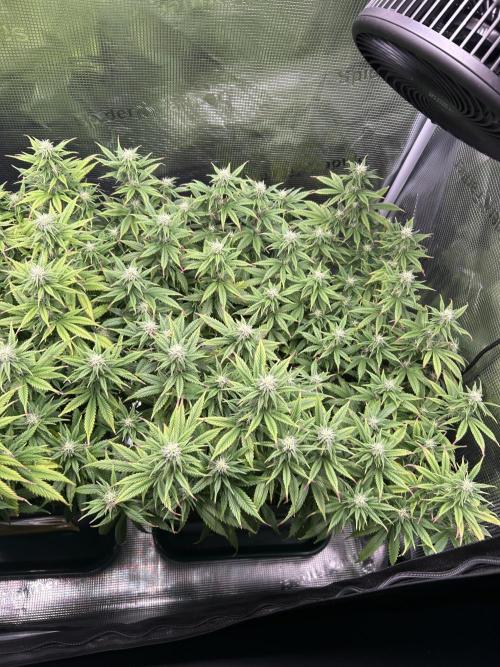 25 Liter Steckling/Cutting Grow. Week 11