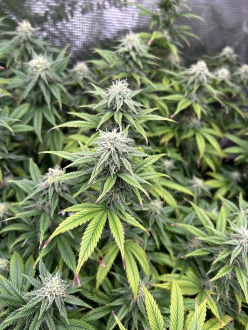 25 Liter Steckling/Cutting Grow. Week 12