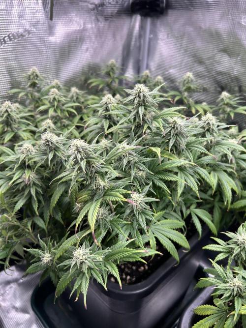 25 Liter Steckling/Cutting Grow. Week 12