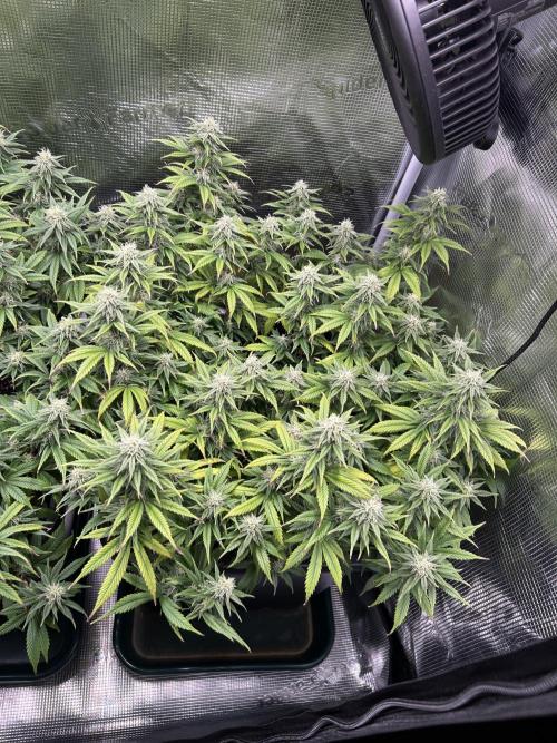 25 Liter Steckling/Cutting Grow. Week 12