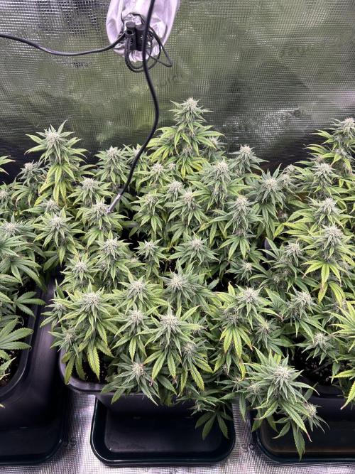 25 Liter Steckling/Cutting Grow. Week 12