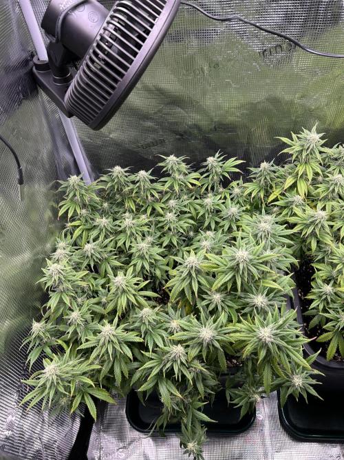 25 Liter Steckling/Cutting Grow. Week 12