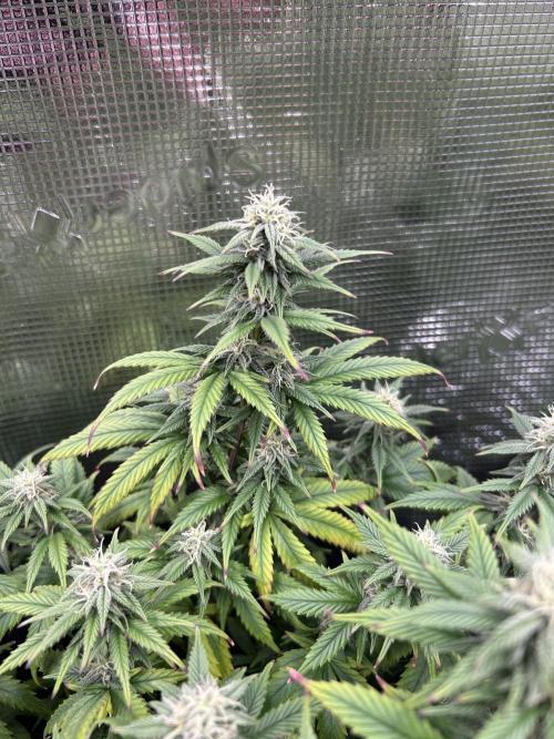 25 Liter Steckling/Cutting Grow. Week 12