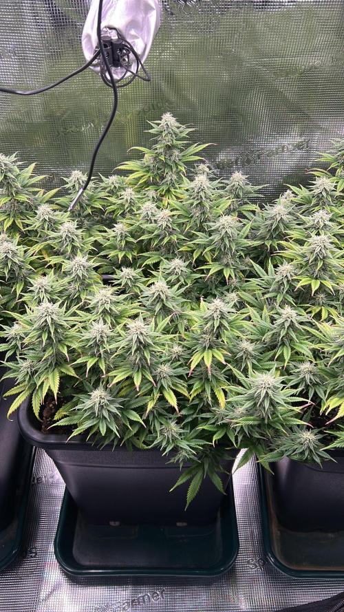 25 Liter Steckling/Cutting Grow. Week 12