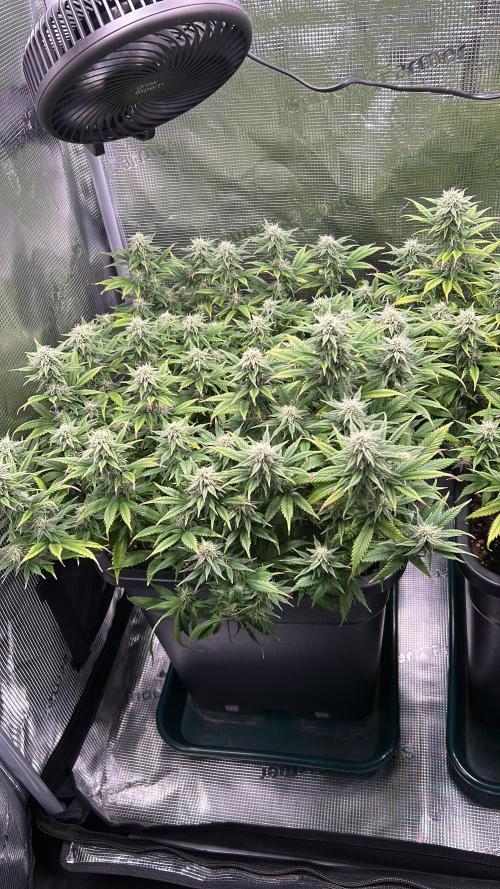 25 Liter Steckling/Cutting Grow. Week 12