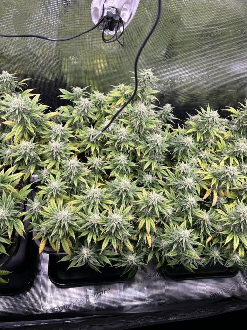 25 Liter Steckling/Cutting Grow. Week 13