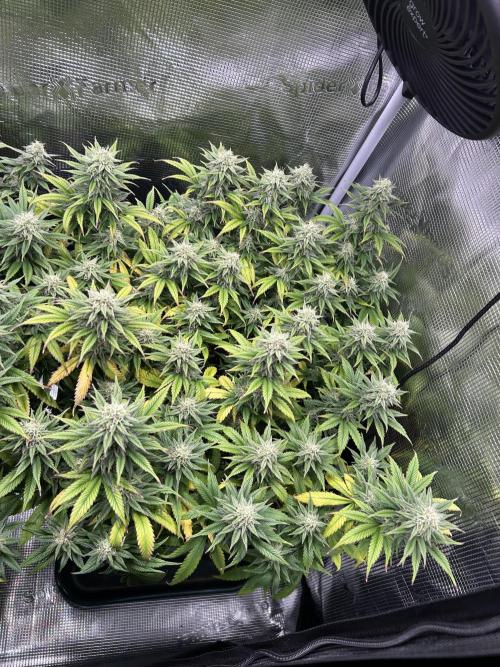 25 Liter Steckling/Cutting Grow. Week 13