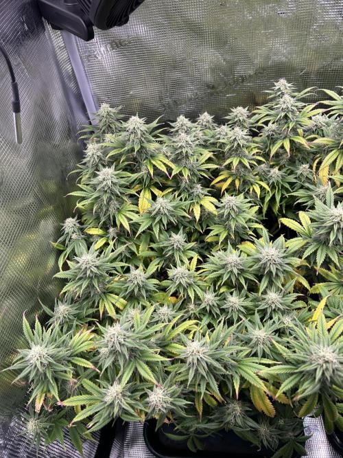 25 Liter Steckling/Cutting Grow. Week 13