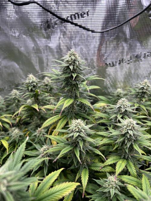 25 Liter Steckling/Cutting Grow. Week 13