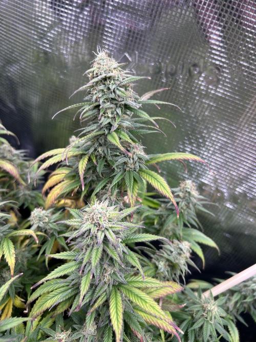 25 Liter Steckling/Cutting Grow. Week 14