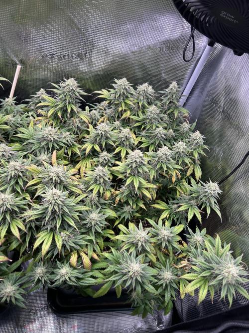 25 Liter Steckling/Cutting Grow. Week 14