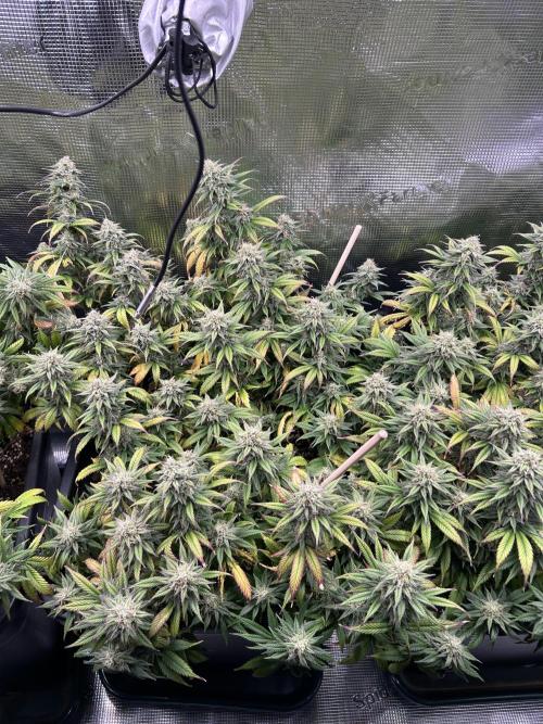 25 Liter Steckling/Cutting Grow. Week 14