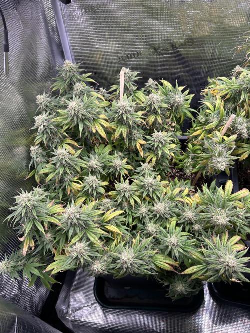 25 Liter Steckling/Cutting Grow. Week 14