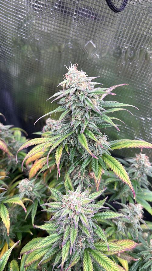 25 Liter Steckling/Cutting Grow. Week 14