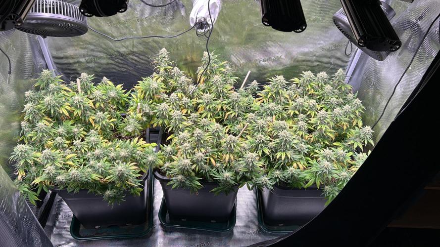 25 Liter Steckling/Cutting Grow. Week 14