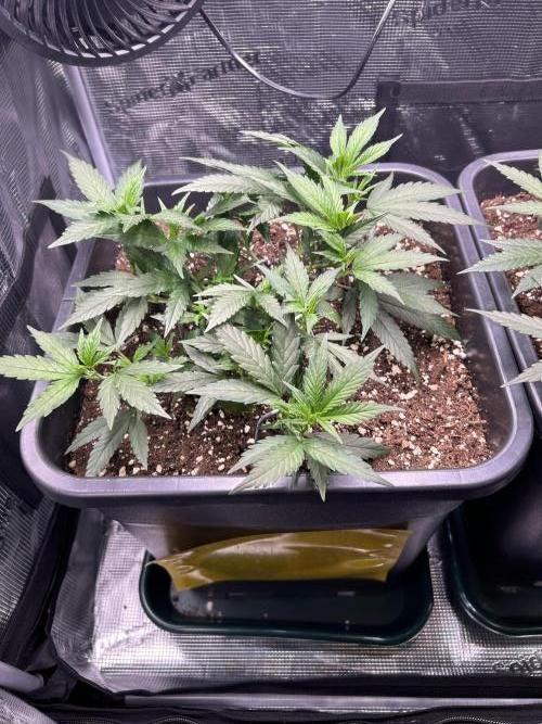 25 Liter Steckling/Cutting Grow. Week 4