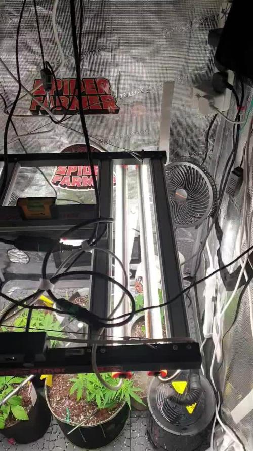 Some autos with photoperiod