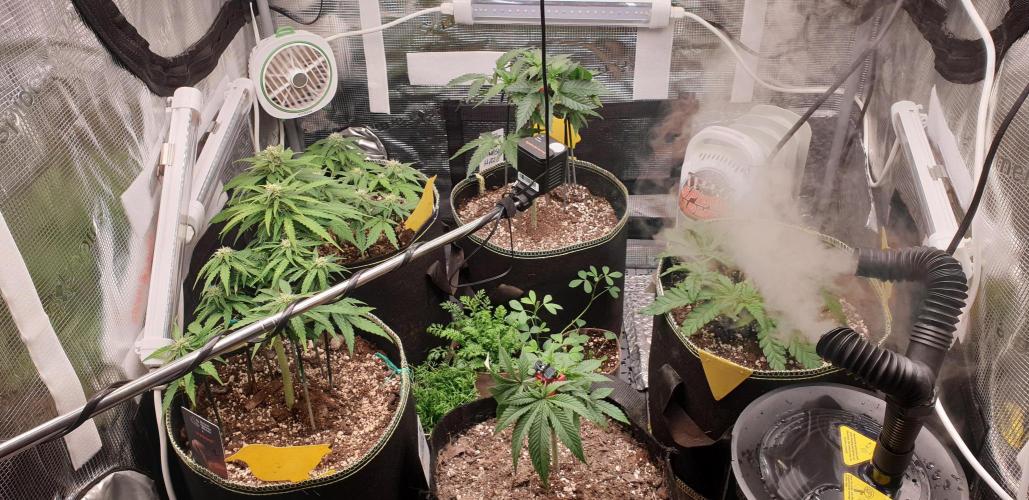 Some autos with photoperiod. Week 5