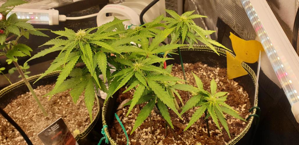 Some autos with photoperiod. Week 5