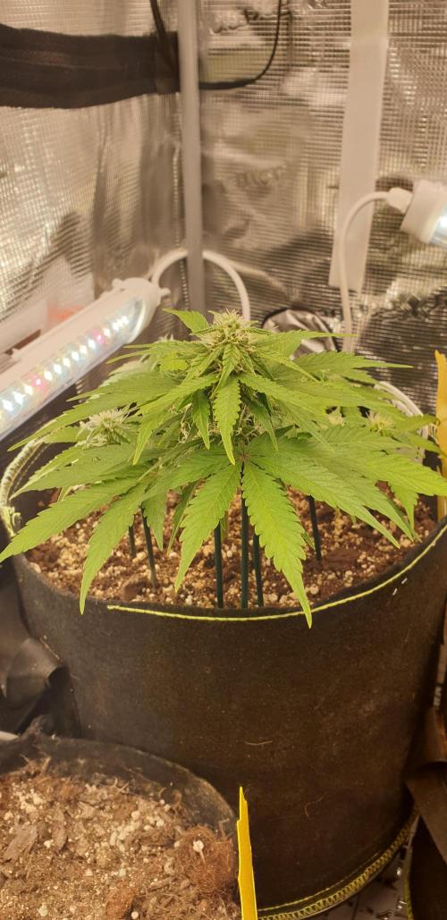 Some autos with photoperiod. Week 5