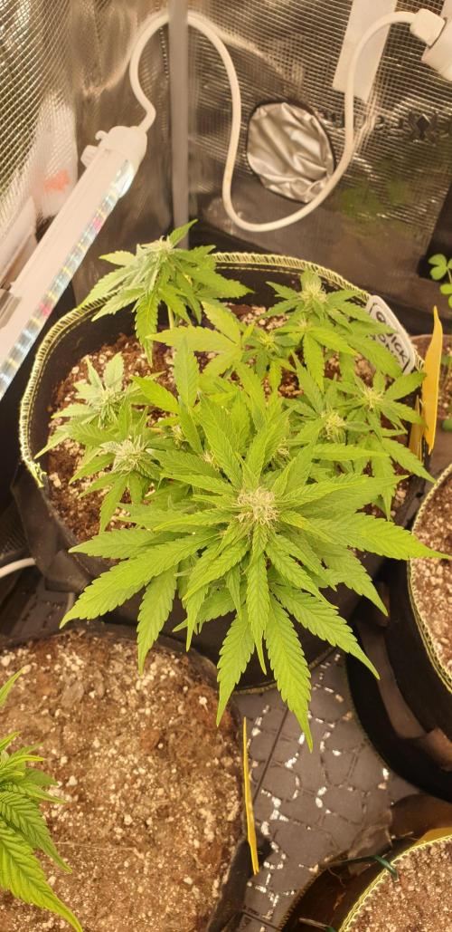 Some autos with photoperiod. Week 5