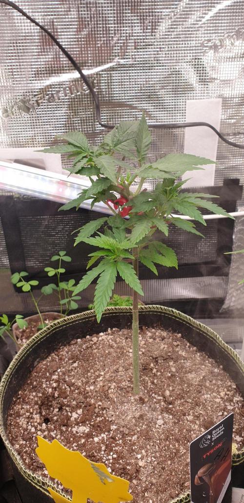 Some autos with photoperiod. Week 5