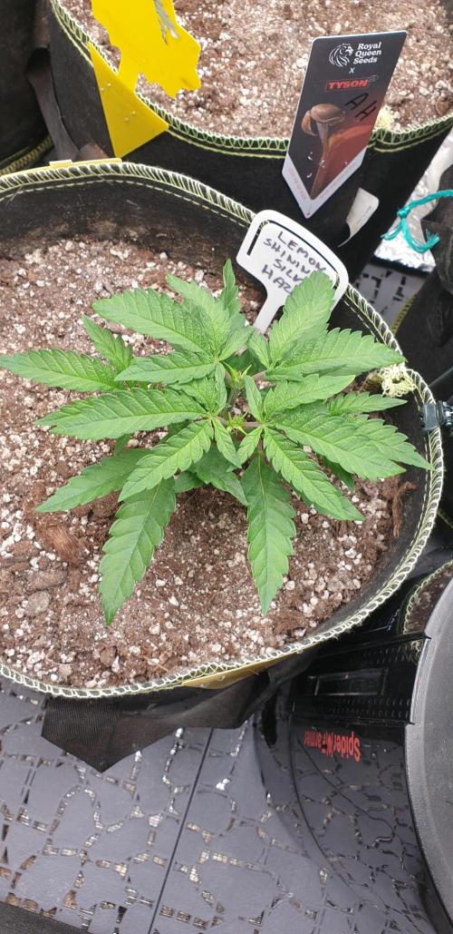 Some autos with photoperiod. Week 5