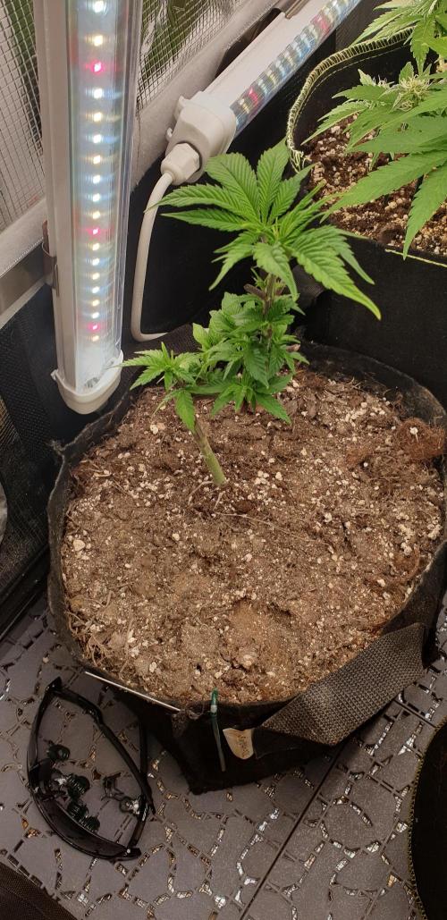 Some autos with photoperiod. Week 5