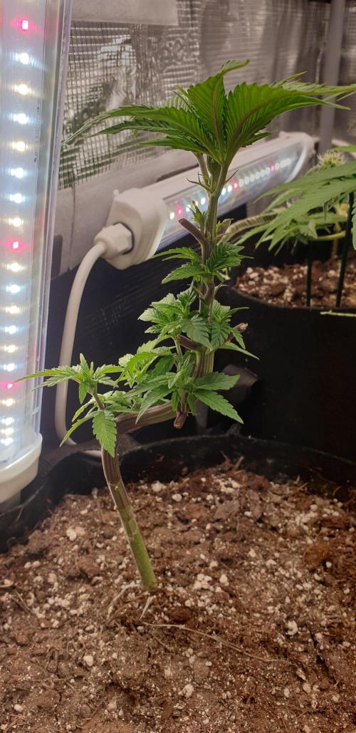 Some autos with photoperiod. Week 5
