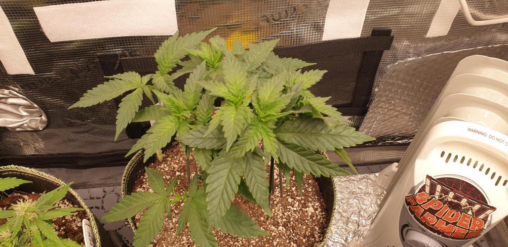 Some autos with photoperiod. Week 6