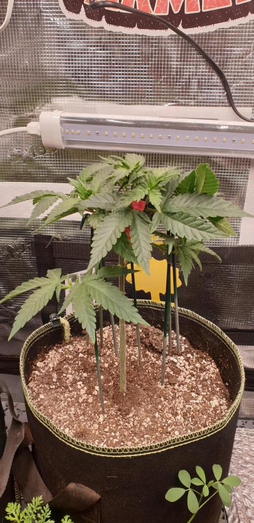 Some autos with photoperiod. Week 6