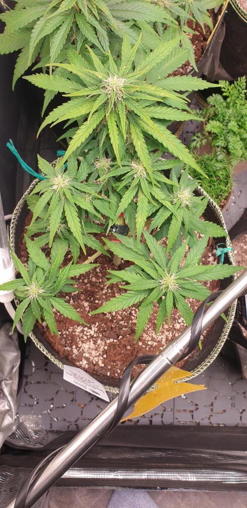 Some autos with photoperiod. Week 6