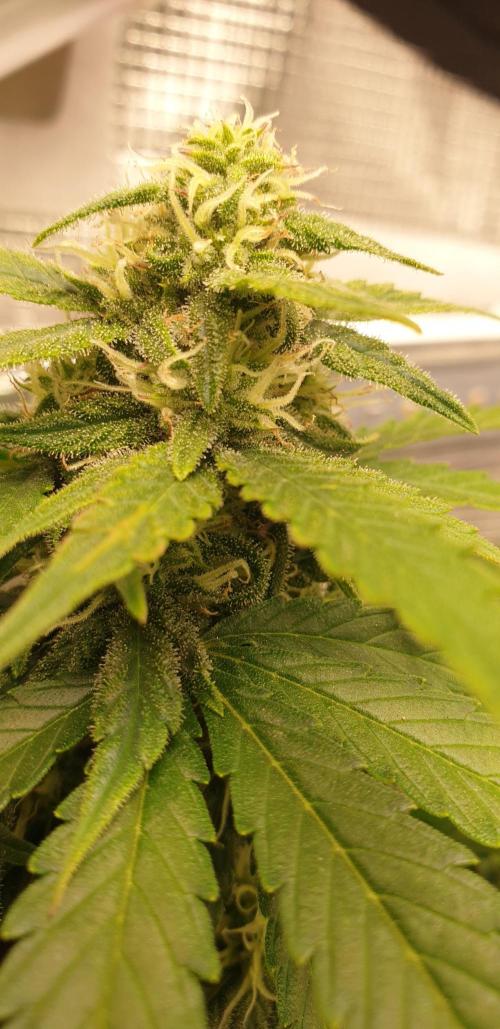 Some autos with photoperiod. Week 7