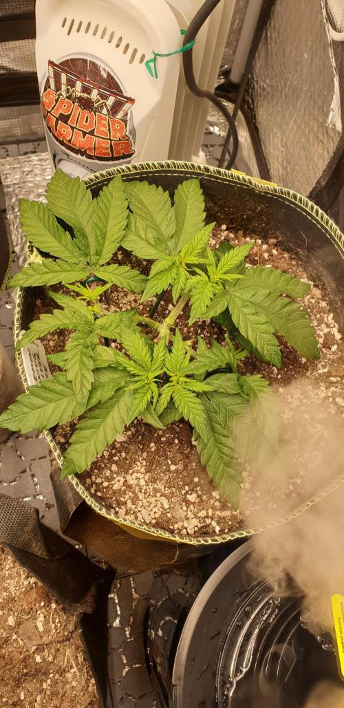 Some autos with photoperiod. Week 7