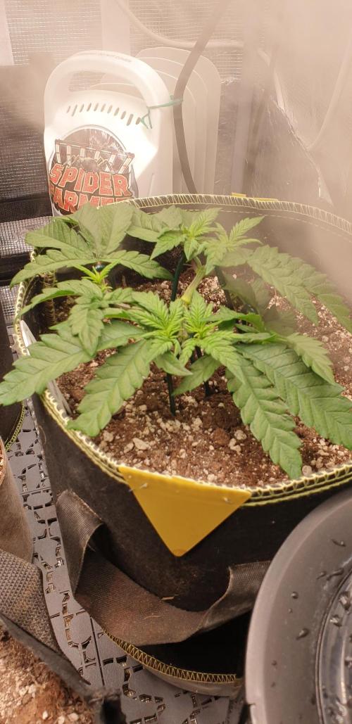 Some autos with photoperiod. Week 7