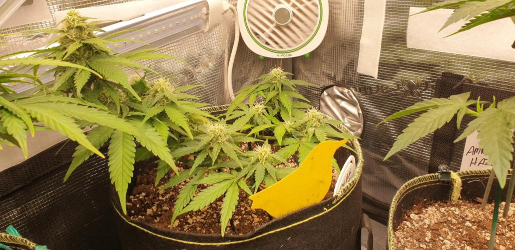 Some autos with photoperiod. Week 7