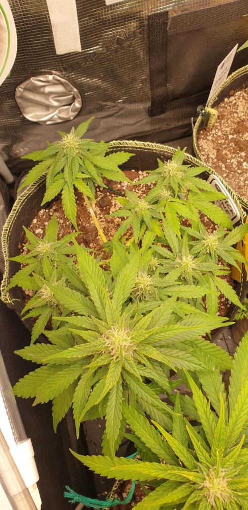 Some autos with photoperiod. Week 7