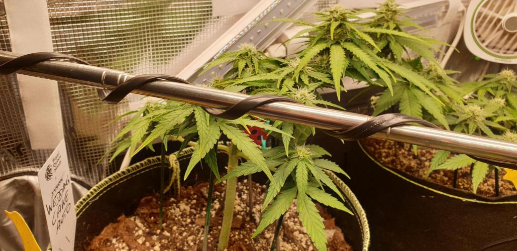 Some autos with photoperiod. Week 7