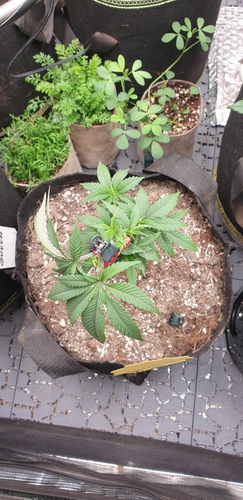 Some autos with photoperiod. Week 7