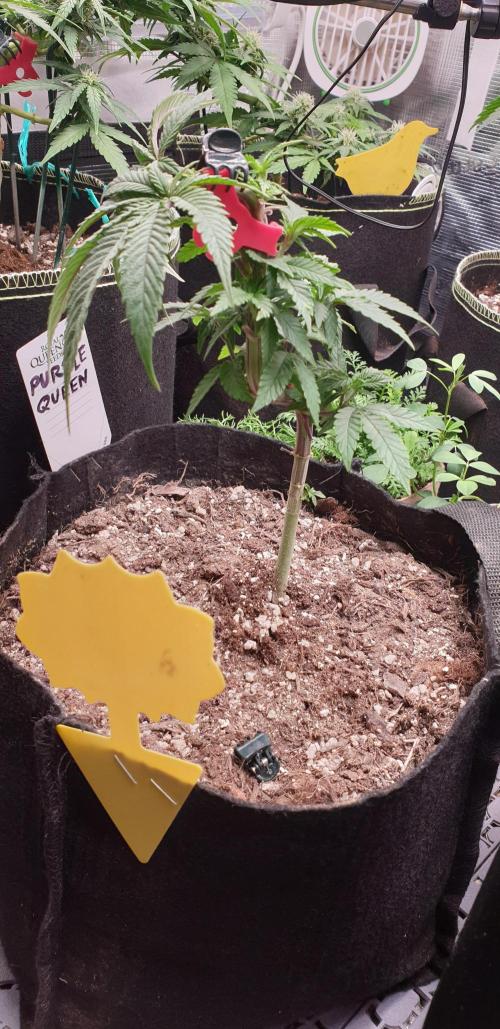 Some autos with photoperiod. Week 7