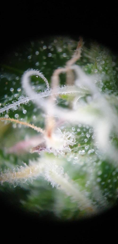 Some autos with photoperiod. Week 8