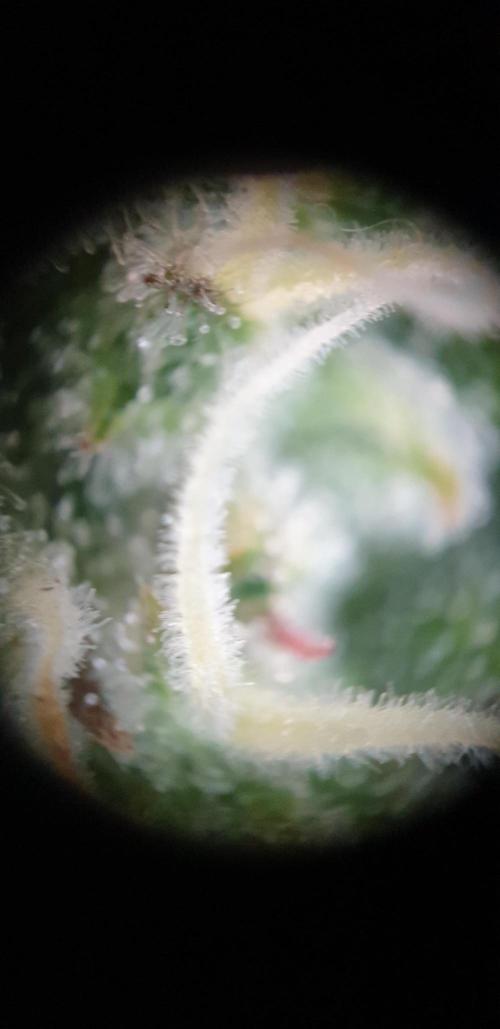 Some autos with photoperiod. Week 8