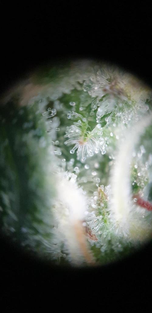 Some autos with photoperiod. Week 8