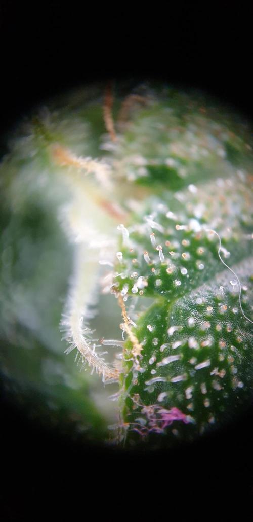 Some autos with photoperiod. Week 8