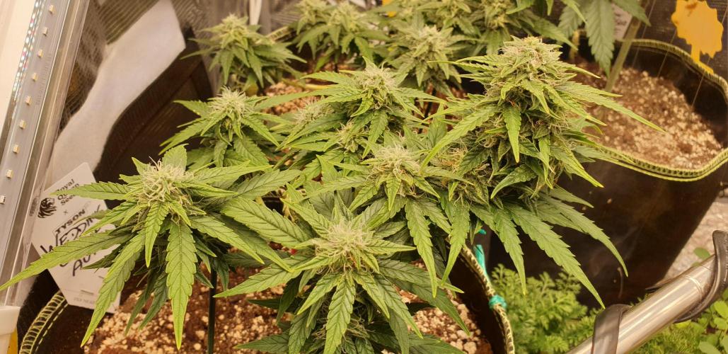 Some autos with photoperiod. Week 8