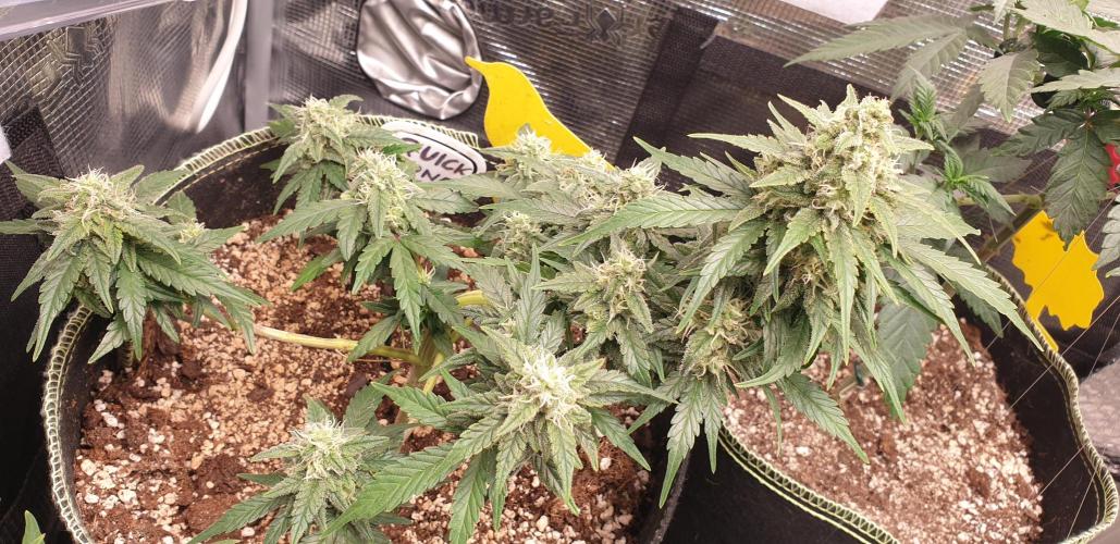 Some autos with photoperiod. Week 8