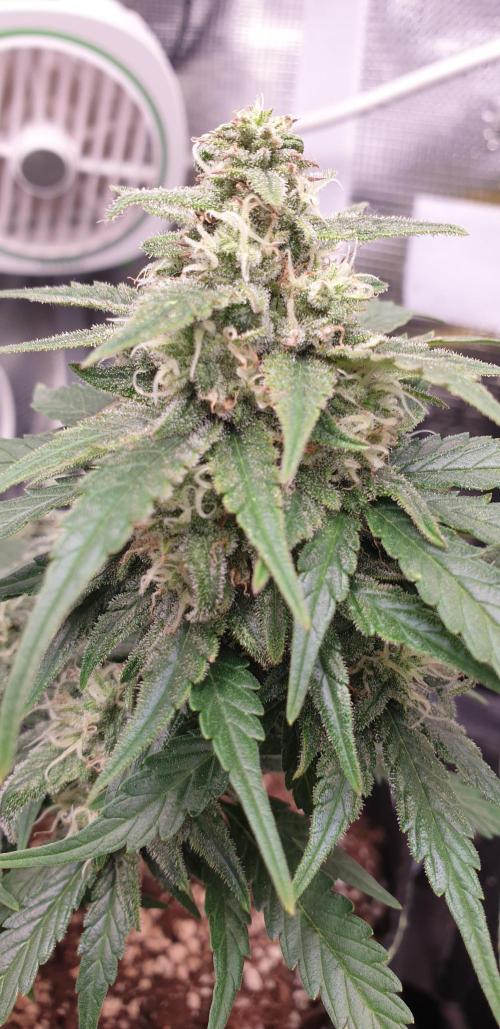 Some autos with photoperiod. Week 8