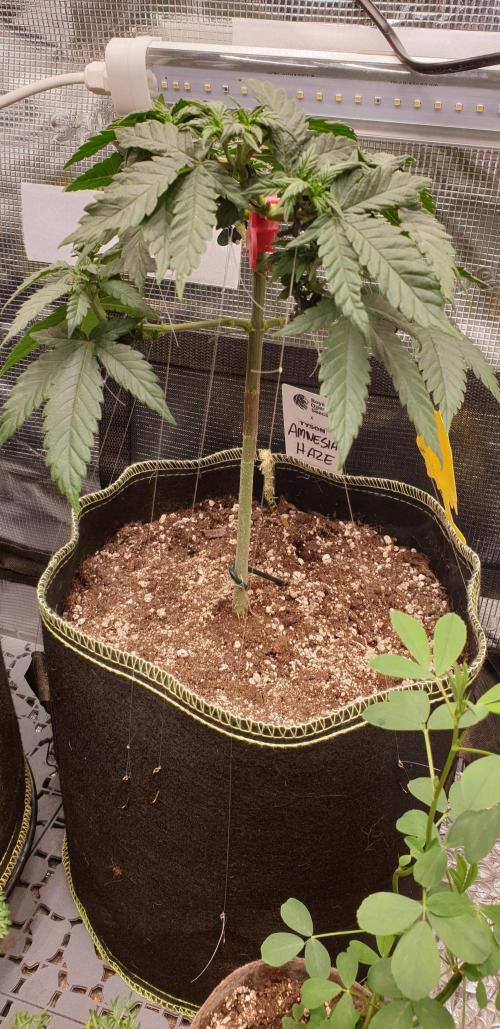 Some autos with photoperiod. Week 8